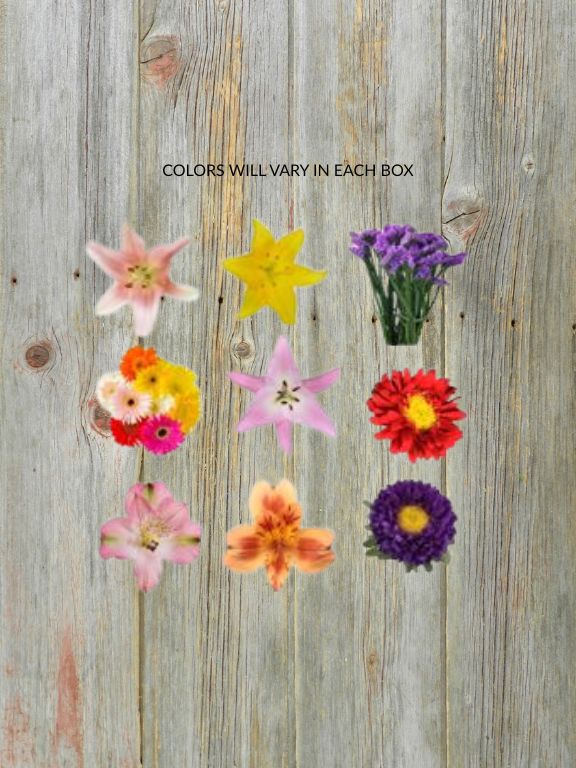 RIO NEGRO SUMMER ASSORTED COLOR FLOWERS